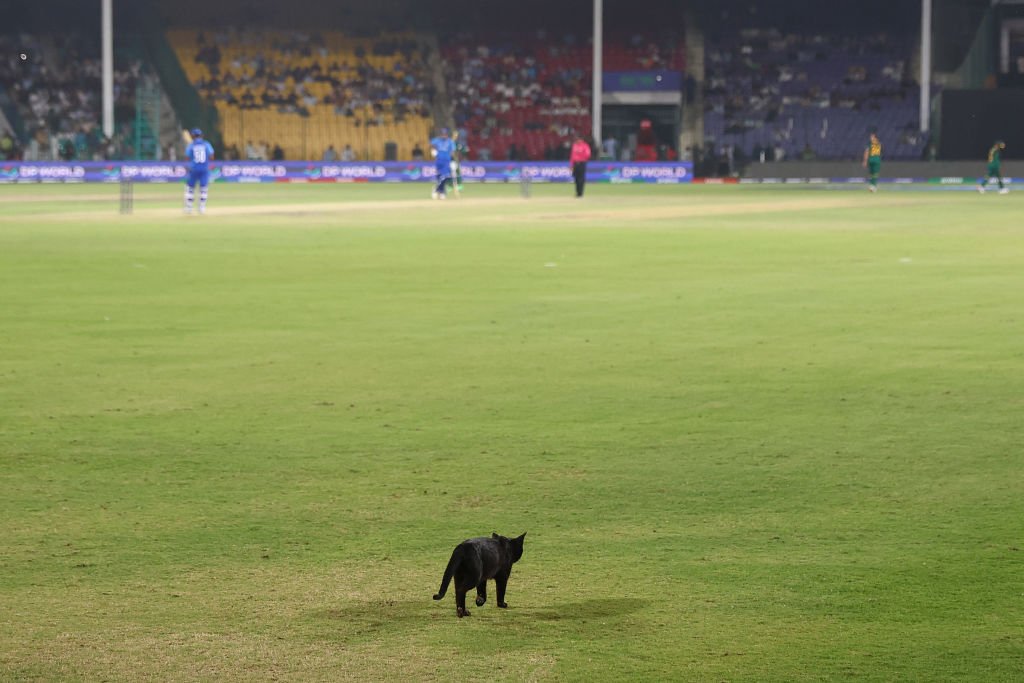 Cat Halts Play During Champions Trophy Match