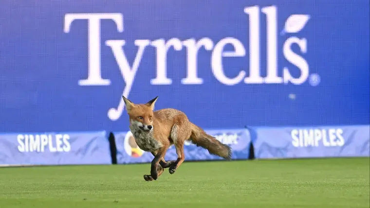 Fox Steals the Spotlight at Lord’s During The Hundred Opener
